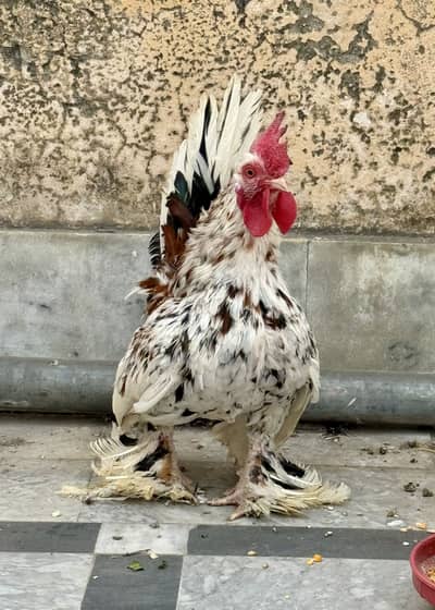 Milli Flower Egg laying Pair Milli Fleur Bantam