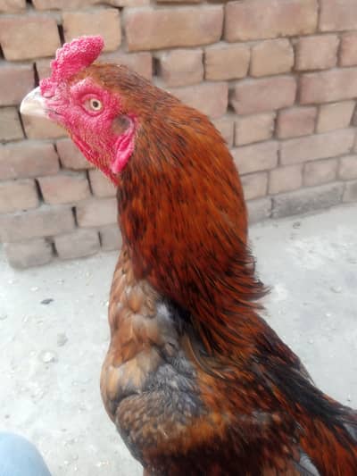 0328 7220420 male 7000