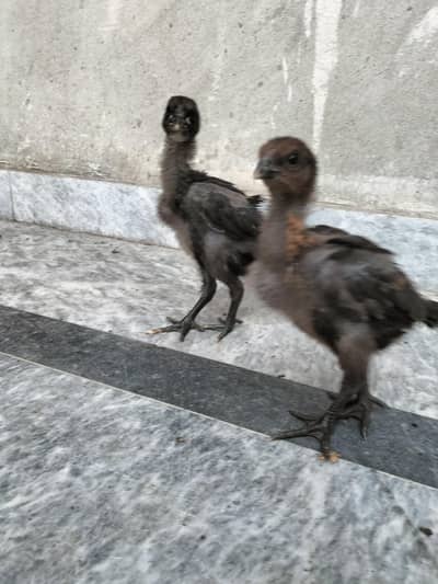 black dargaon for sale