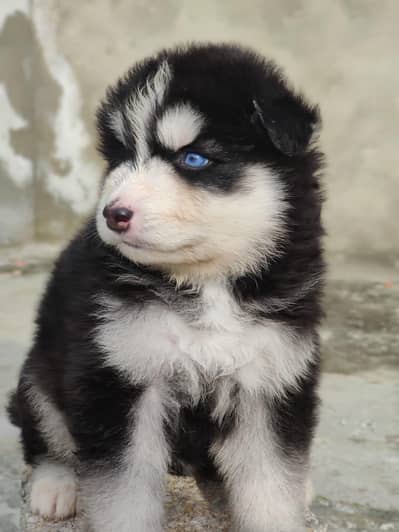 husky and agouti husky for sale