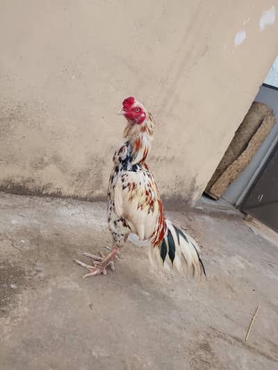 China murga hai acchi nasl hai age 2 Plus