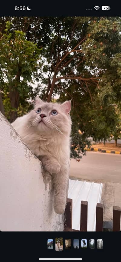Himayalan Persian cat for sale