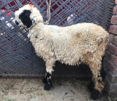 white sheep for sale