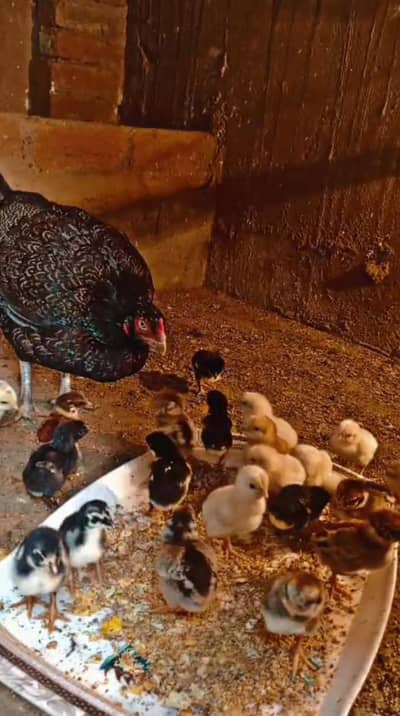 Aseel chicks/mianwali aseel chicks/mushka aseel