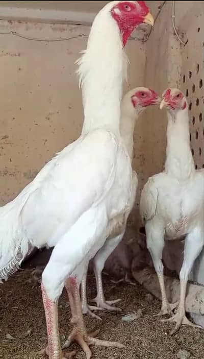 aseel | white shamo | german king size | heera aseel | jawa | cheena