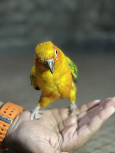 Sun conure For Sale