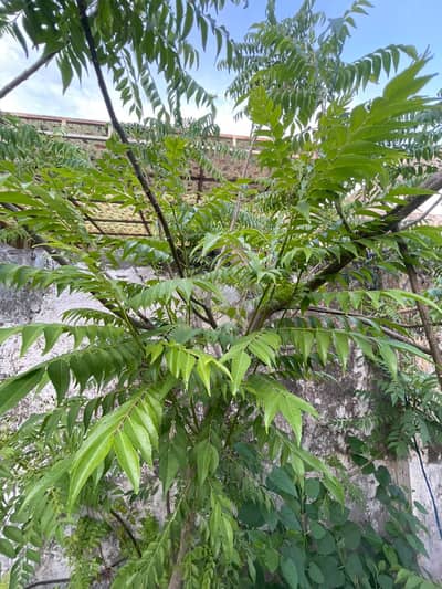 Fresh Organic Kari Patta (Curry Leaves) – Home Grown