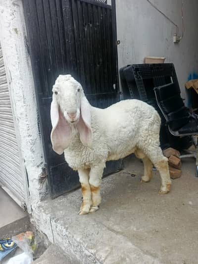 Sheep | Chtra | Kjla chta | shepp | Chtra For Sale