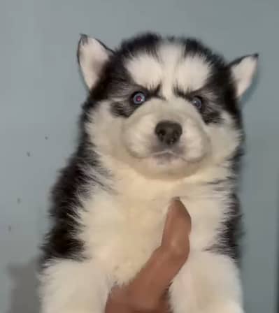 Siberian husky puppies 92@330*5406*115