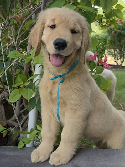 Special Weekend Offer - Premium Golden Retriever Puppies