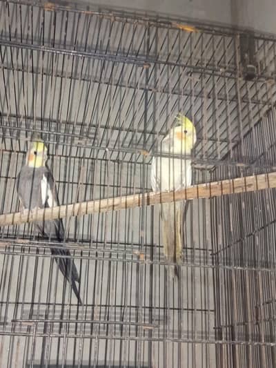 Cockatiel pair
