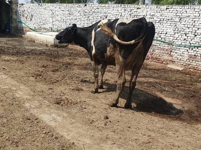 Pure Jersey Friesian Cow | Mik cow | Pur breed | Cow Farm