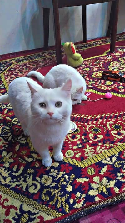 Pair of Percian Cats