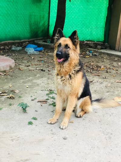 FE Male German shepherd Double Coat