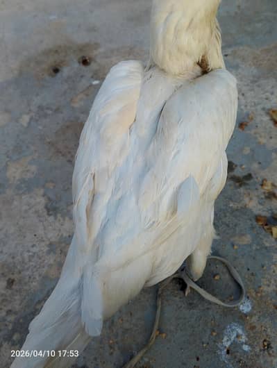 Heera aseel female 03083956480