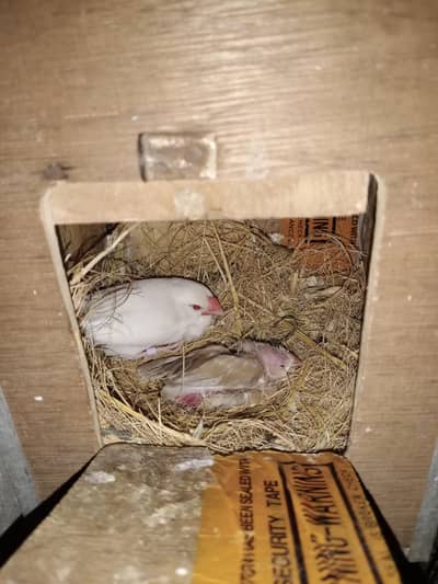 Albino Java Red eyes