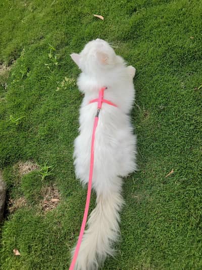 Persian Tom Cat  ( Breeder male )