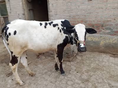 Bacheri of Cow