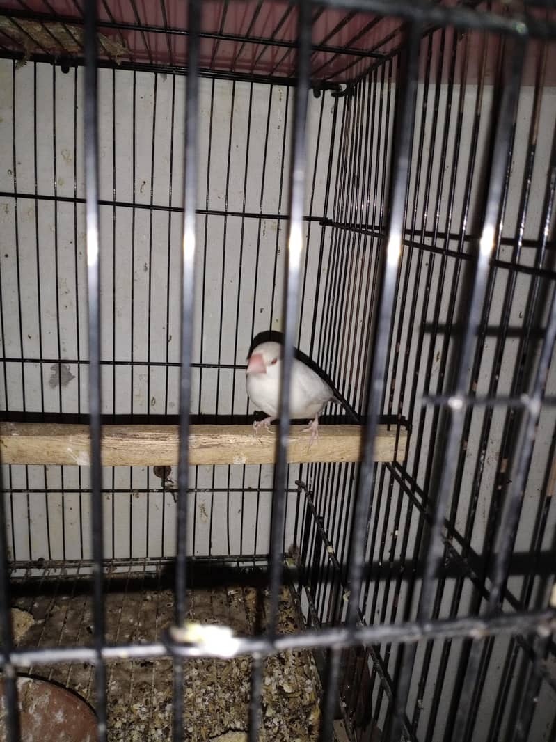 Albino Java Red eyes 1