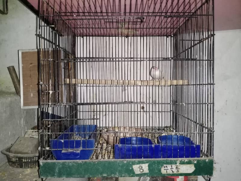 Albino Java Red eyes 2