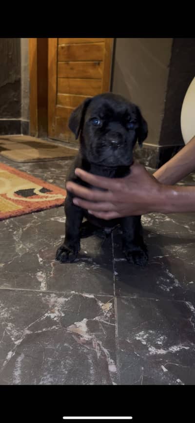 KCP Registered Cane Corso/Imported Cane Corso/Italian Mastiff for Sale