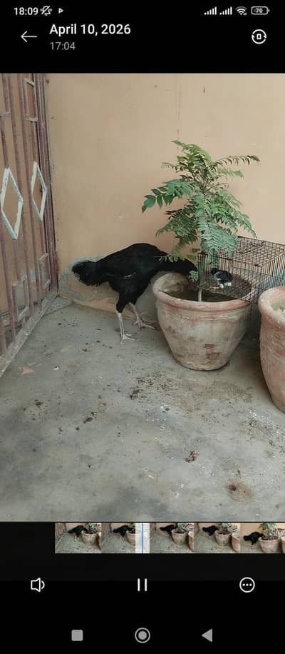 aseel murgha,mushka and sileti madi,03243279031