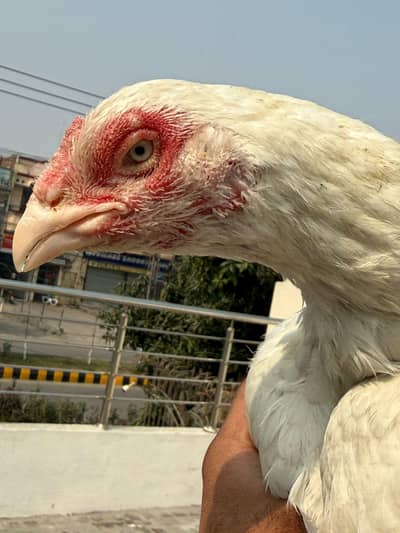 Heera or saleti madi for sale