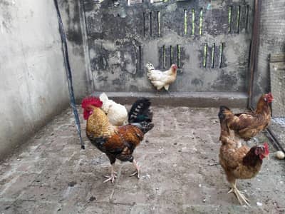 Active Desi Hens For sale!