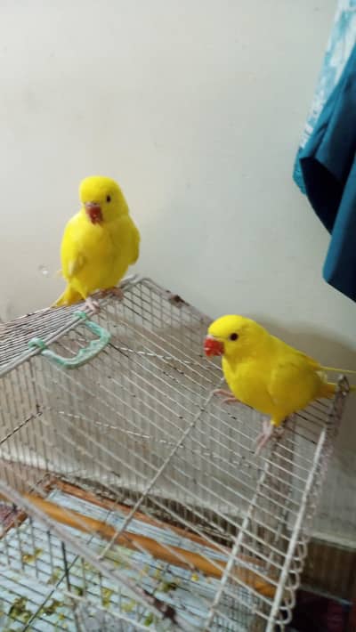 YELLOW RINGNECK CHICK