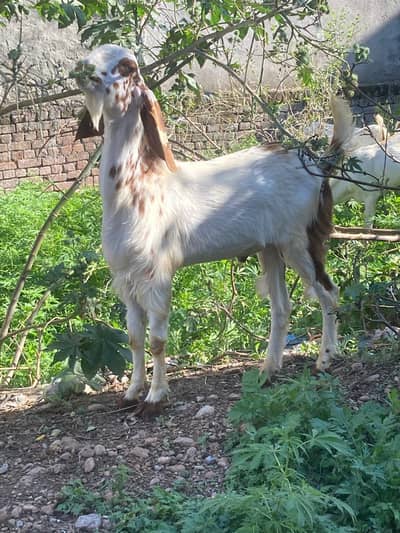 pure breed available