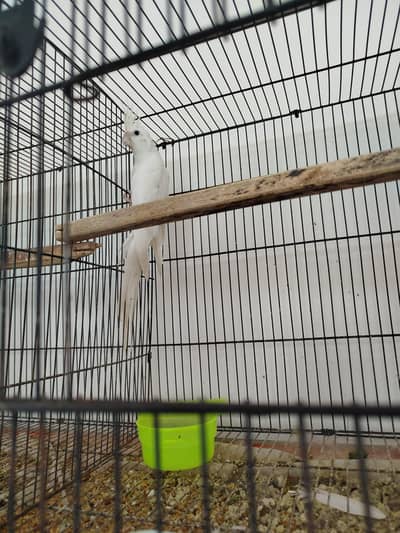 Breeder Female Red Eye Eno Whit Cocktail For Sale