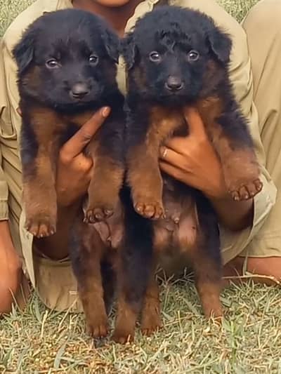 German shepherd |black shepherd | Black n tan puppy | Gsd puppies