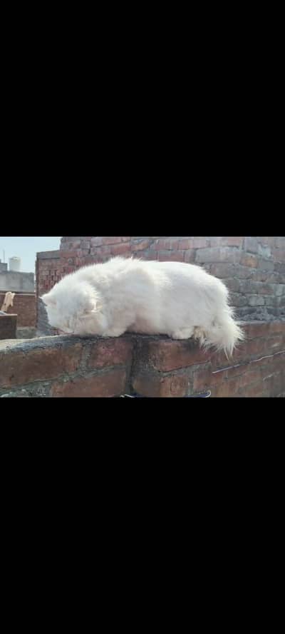 Persian cat, male , triple coated, long hairs