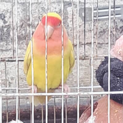 love bird female sale