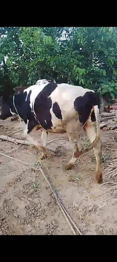 2 wachy moun se 2 dand 2 wachian aik kheri aik 2 dant