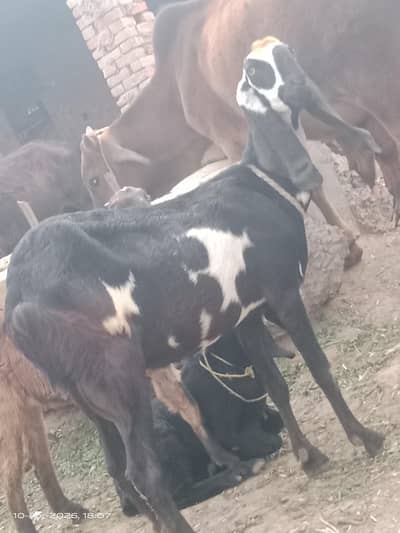 Ambar sari bital Bakri sath Bakra 2month ka urgent sale