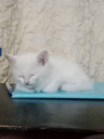 citten for sale baby cate  white colour