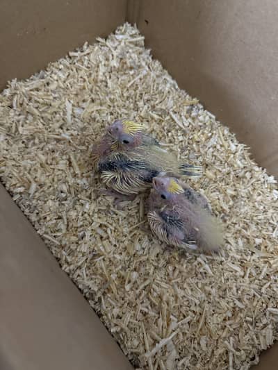 Cockatiel for sale Cream V Pied