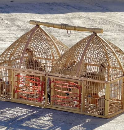 Irani Dakhni Teetar Pair