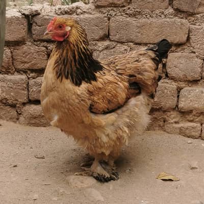 Pure Mianwali aseels