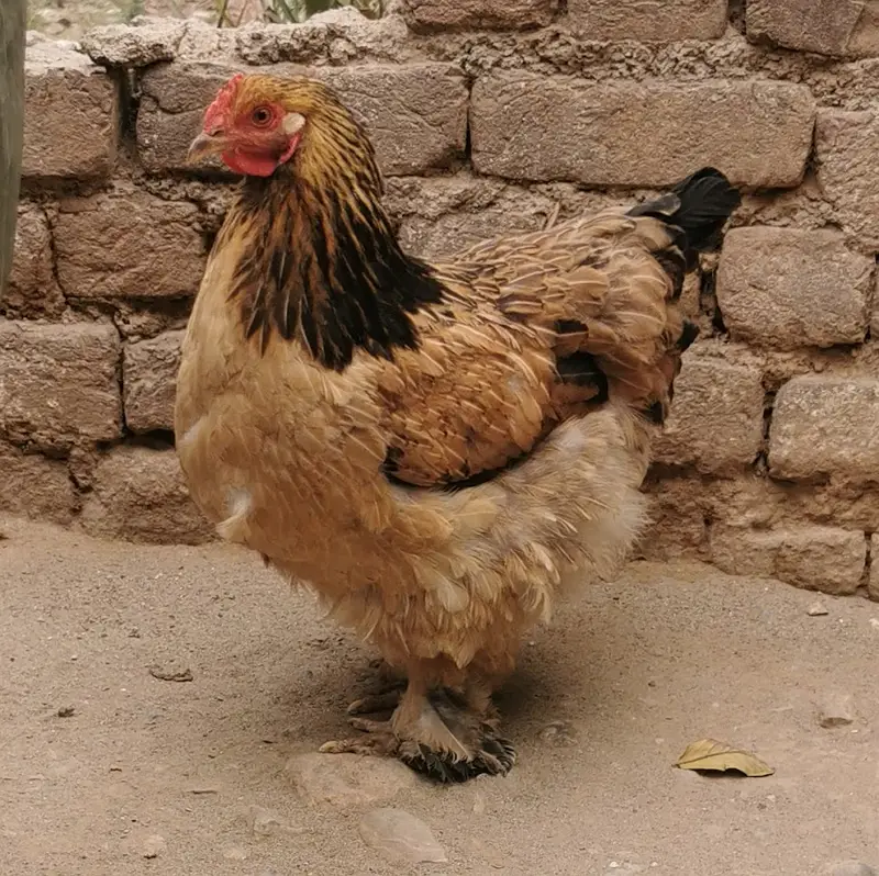 Pure Mianwali aseels — photo 2