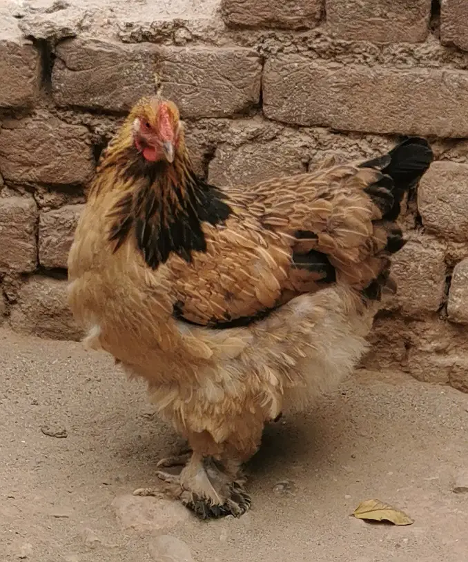 Pure Mianwali aseels — photo 4