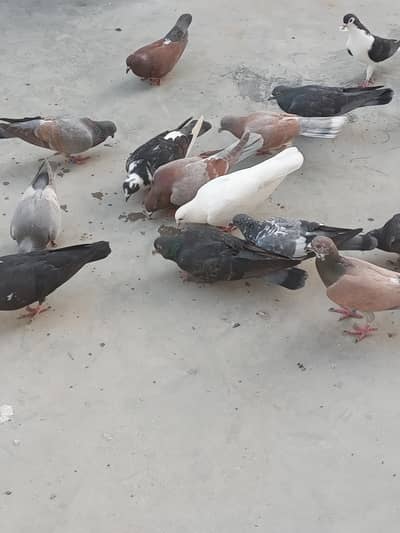 urne wale kabutar hh