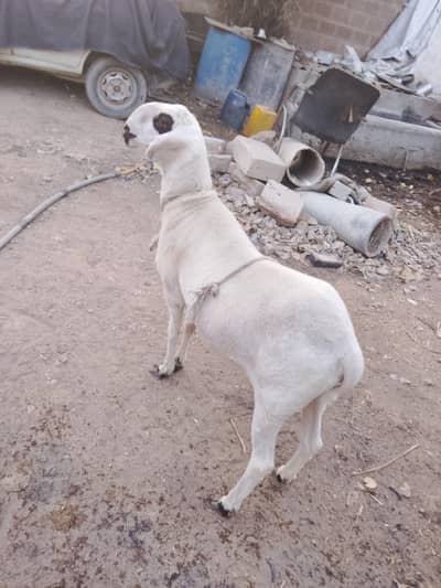 baray ka pala howa ha  2 dant hony wala ha ak gira dia ha dant