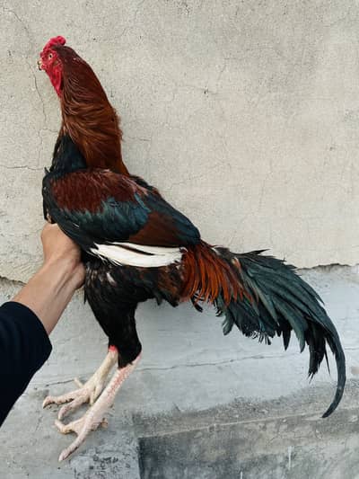 Quality lakha aseel murga