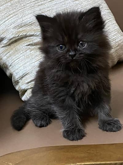 cute persion 02 Months Available For Sale