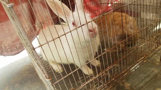 rabbit ek Jori female male