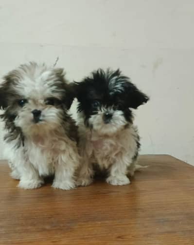 Shitzu female puppies