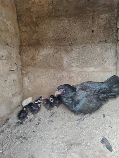 Pure desi murghi fore sale