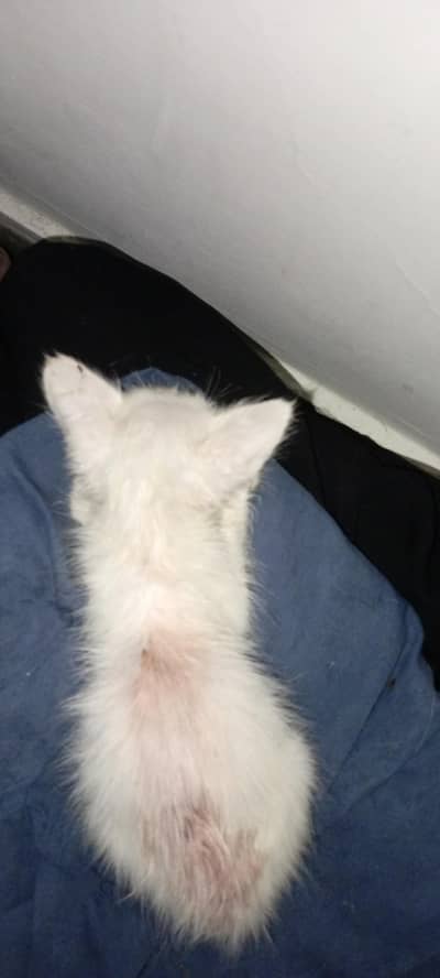 pls adopt kerlo isko koi Jo iska acha sa treatment Kara sake